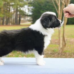 Border Collie Puppies from Top Notch Border Collies