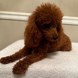 Sansa - Poodle