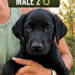 Male 2 - Remington - Black male Labrador Retriever puppy in Cheyenne, Wyoming from Battlemountain Kennels