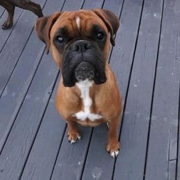 Boxers from Day's Backwood Boxer