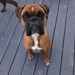 Boxers from Day's Backwood Boxer
