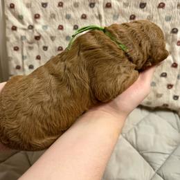 Green Collar - Red  male Goldendoodle puppy in Winchester, Tennessee from Mahaffey’s Doodles