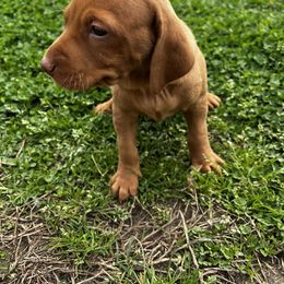 Vizsla Puppies from Mickle Farm Vizslas