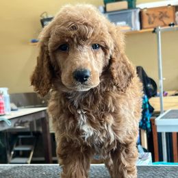 Poodle Puppies from Polk County Standard Poodles