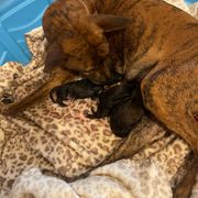 Mia - Vietnamese Phu Quoc Ridgeback