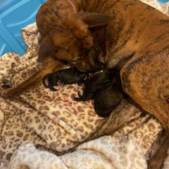 Mia - Vietnamese Phu Quoc Ridgeback