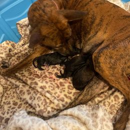 Mia - Vietnamese Phu Quoc Ridgeback