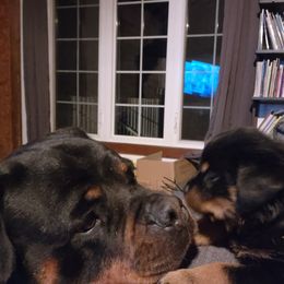 Rottweiler Puppies from Harris Hill Rottweilers