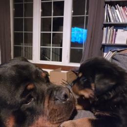 Rottweiler Puppies from Harris Hill Rottweilers