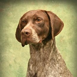 Trout - German Shorthaired Pointer