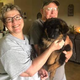 German Shepherd Puppies from Semper Fi K9 Montana
