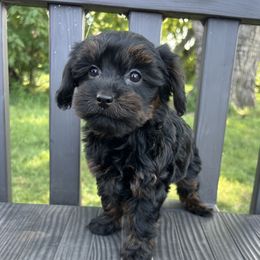 Goldendoodle and Yorkipoo Puppies from Annette Patterson