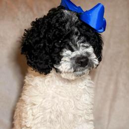 Belle - Parti female Goldendoodle puppy in Saint Louis, Missouri from Jax Doodles