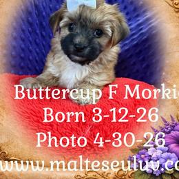 Maltese, Morkies, and Yorkshire Terriers from Malteseuluv’s Tiny Treasurers