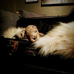 Goldendoodle, Labradoodle, and Sheepadoodle Puppies from The Parrish Doods