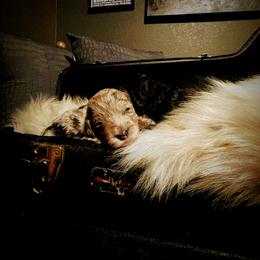 Goldendoodle, Labradoodle, and Sheepadoodle Puppies from The Parrish Doods