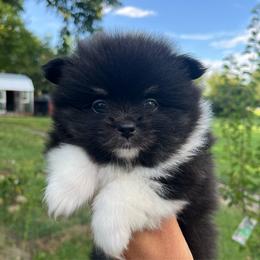 Connie - Tri-colored female Pomeranian puppy in Jefferson City, Missouri from MJ’s Pomeranians