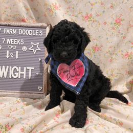Goldendoodle and Poodle Puppies from Funny Farm Doodles