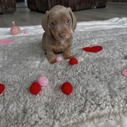 Miles - Fawn (isabella) and tan male Dachshund puppy in San Diego, California from Enchantables