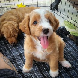 "Jude Summer 2022" Assorted Doodle Crosses Puppies from Do Wah Diddy Doodles