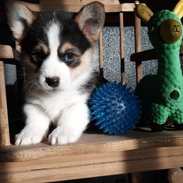 Pembroke Welsh Corgi Puppies from Beth's Pawsitivley Corgis