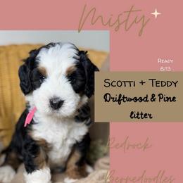 Misty - Tri-color female Bernedoodle puppy in Syracuse, Utah from Redrockbernedoodles