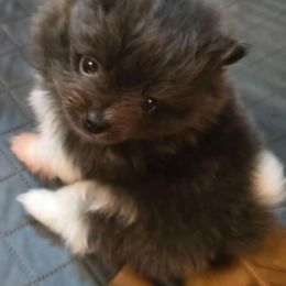 Blueberry - Blue female Pomeranian puppy in Pickton, Texas from Mandy's Precious Poms