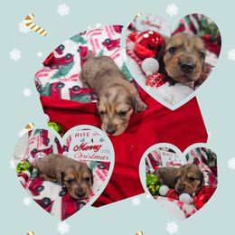 Sam - Dapple male Dachshund puppy in Fenton, Michigan from Always Darling Dachshunds