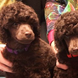 Poodles from Love chocolate poodles