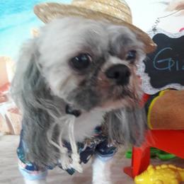 Gizmo - Shih Tzu