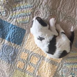 Boy 3 - Brown and white male Portuguese Water Dog puppy in Indianola, Utah from Mlee puppies
