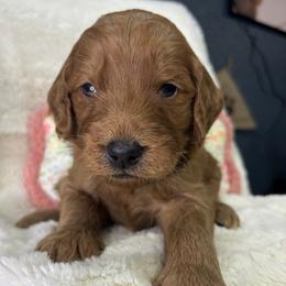 Alabama aka Bama - Red  male Goldendoodle puppy in Cleveland, Georgia from The O.G. Doodles