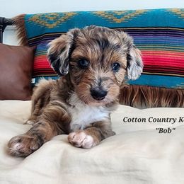 Bob - Blue merle male Aussiedoodle puppy in Vinemont, Alabama from Cotton Country Kennels