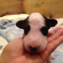 Borzoi Puppies from Borzoi on Konza Prairie