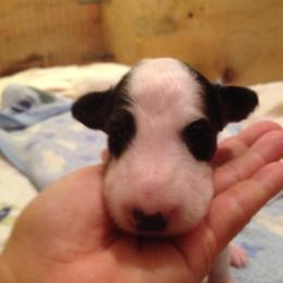 Borzoi Puppies from Borzoi on Konza Prairie