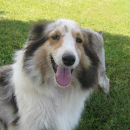 Misty - Shetland Sheepdog