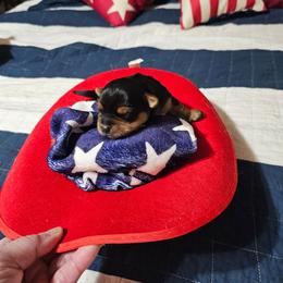 Hope - Black and tan female Morkie puppy in Terrell, Texas from PBJ Farms