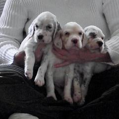 English Setter Puppies from Willowcreek English Setters