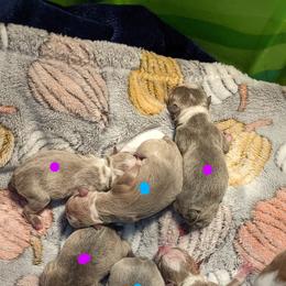Boston Terrier Puppies from Tellier's AKC Boston Terriers Missouri