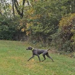 Rue - Weimaraner
