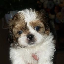 Shih Tzus from Bambi Beauty Babies