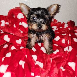 Yorkshire Terrier puppies from J Designer Puppies