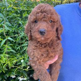 Lime green - Red  male Goldendoodle puppy in Indian Trail, North Carolina from Castleberry Doodles and Poodles