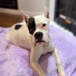 Dottie - Boxer