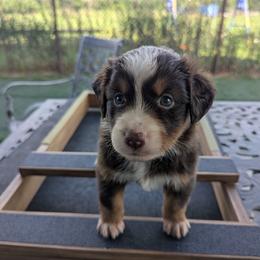 Miniature American Shepherd Puppies from Magnolia Tree Miniature American Shepherds