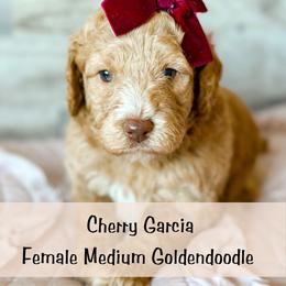 Spot 8 - Apricot female Goldendoodle puppy in Redmond, Oregon from Bourbon and Lace Doodles