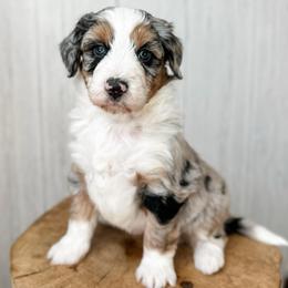 Susan - Blue merle female Aussiedoodle puppy in Arlington, Washington from Doodle Love Laugh