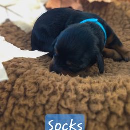 Socks - Black and tan female Dachshund puppy in Lubbock, Texas from Wagging Tails