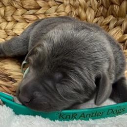 Angel - Charcoal female Dilute Retriever puppy in Grants Pass, Oregon from KnR Antler Dogs