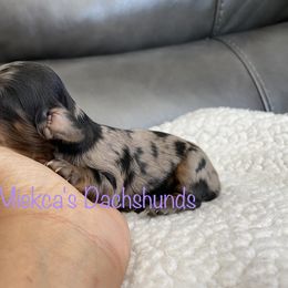 Oatmeal - Dachshund puppy in Orem, Utah from Miekca’s Dachshunds